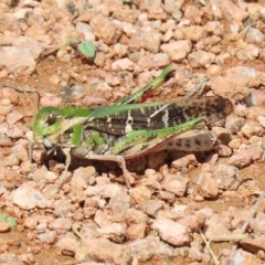 Gastrimargus musicus (Yellow-winged Locust or Grasshopper) at Fyshwick, ACT - 9 Mar 2020 by RodDeb