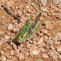 Gastrimargus musicus at Fyshwick, ACT - 9 Mar 2020 02:03 PM