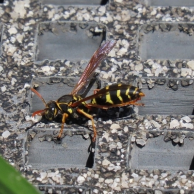 Polistes (Polistes) chinensis (Asian paper wasp) at Fyshwick, ACT - 9 Mar 2020 by RodDeb