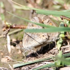 Junonia villida (Meadow Argus) at Jerrabomberra Wetlands - 9 Mar 2020 by RodDeb