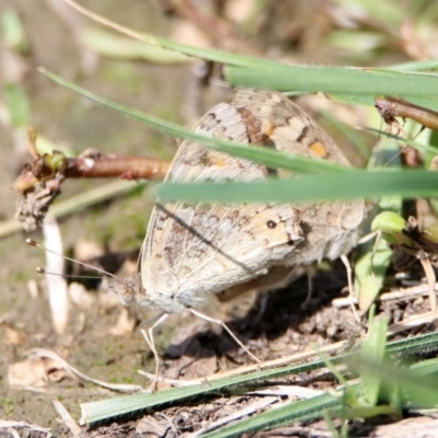 Junonia villida (Meadow Argus) at Fyshwick, ACT - 9 Mar 2020 by RodDeb