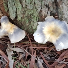 Omphalotus nidiformis at Penrose - 7 Mar 2020 by Aussiegall