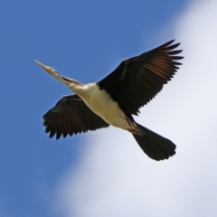 Anhinga novaehollandiae (Australasian Darter) at Fyshwick, ACT - 9 Mar 2020 by RodDeb