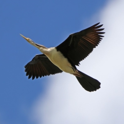 Anhinga novaehollandiae (Australasian Darter) at Fyshwick, ACT - 9 Mar 2020 by RodDeb