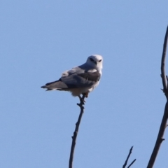 Elanus axillaris (Black-shouldered Kite) at Fyshwick, ACT - 9 Mar 2020 by RodDeb