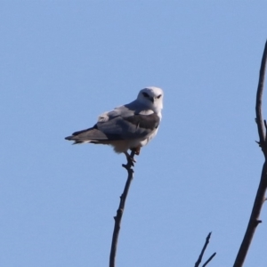 Elanus axillaris at Fyshwick, ACT - 9 Mar 2020