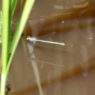 Ischnura aurora (Aurora Bluetail) at Fyshwick, ACT - 9 Mar 2020 by RodDeb