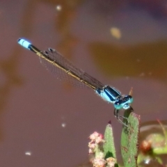 Ischnura heterosticta (Common Bluetail Damselfly) at Fyshwick, ACT - 9 Mar 2020 by RodDeb