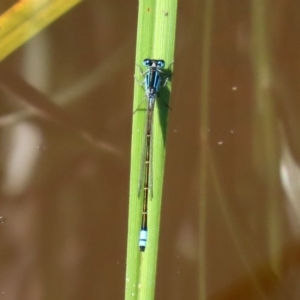 Ischnura heterosticta at Fyshwick, ACT - 9 Mar 2020