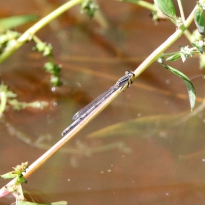 Ischnura heterosticta (Common Bluetail Damselfly) at Fyshwick, ACT - 9 Mar 2020 by RodDeb