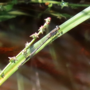 Ischnura heterosticta at Fyshwick, ACT - 9 Mar 2020