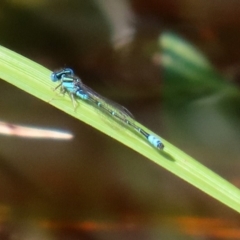 Austroagrion watsoni (Eastern Billabongfly) at Fyshwick, ACT - 9 Mar 2020 by RodDeb