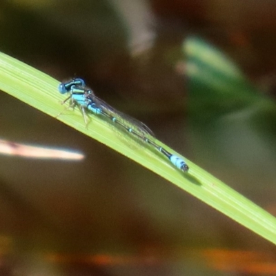 Austroagrion watsoni (Eastern Billabongfly) at Fyshwick, ACT - 9 Mar 2020 by RodDeb