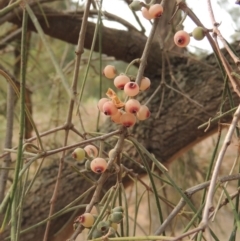 Amyema cambagei (Sheoak Mistletoe) at Greenway, ACT - 29 Dec 2019 by michaelb