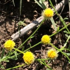 Calotis lappulacea (Yellow Burr Daisy) at Carwoola, NSW - 11 Mar 2020 by MeganDixon