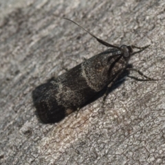 Lasiosticha canilinea (A Pyralid moth) at Hackett, ACT - 15 Apr 2018 by GlennCocking