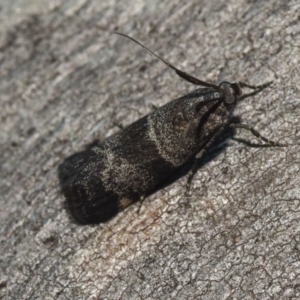 Lasiosticha canilinea at Hackett, ACT - 15 Apr 2018 12:00 AM