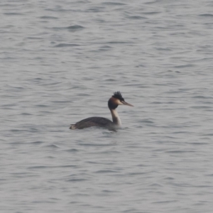 Podiceps cristatus at Jindabyne, NSW - 27 Jan 2020