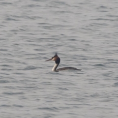 Podiceps cristatus at Jindabyne, NSW - 27 Jan 2020