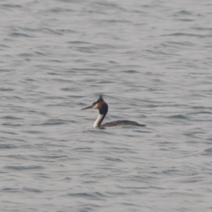 Podiceps cristatus at Jindabyne, NSW - 27 Jan 2020 05:29 PM