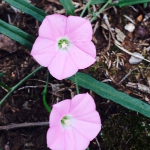 Convolvulus angustissimus subsp. angustissimus at O'Connor, ACT - 10 Mar 2020