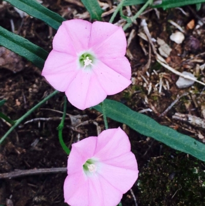 Convolvulus angustissimus subsp. angustissimus (Australian Bindweed) at O'Connor, ACT - 9 Mar 2020 by RWPurdie