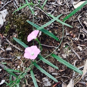 Convolvulus angustissimus subsp. angustissimus at O'Connor, ACT - 10 Mar 2020