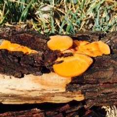 Trametes coccinea (Scarlet Bracket) at O'Connor, ACT - 9 Mar 2020 by RWPurdie