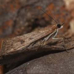 Achyra affinitalis (Cotton Web Spinner) at Hackett, ACT - 15 Apr 2018 by GlennCocking