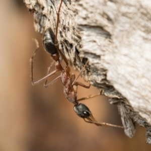 Myrmecia nigriceps at Michelago, NSW - 14 Jan 2020 09:45 AM