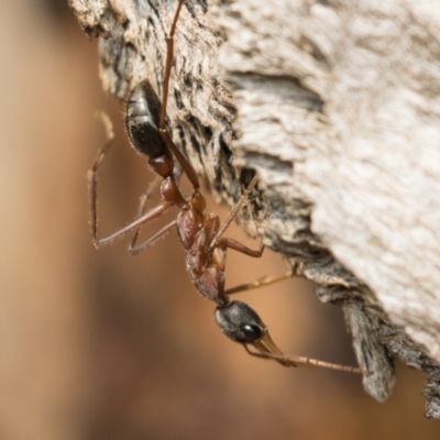 Myrmecia nigriceps (Black-headed bull ant) at Michelago, NSW - 14 Jan 2020 by Illilanga