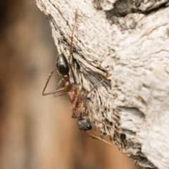 Myrmecia nigriceps at Michelago, NSW - 14 Jan 2020