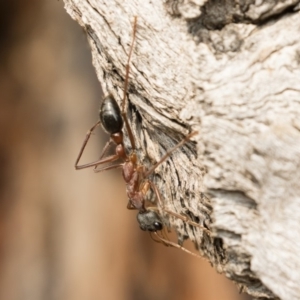 Myrmecia nigriceps at Michelago, NSW - 14 Jan 2020