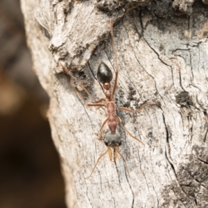 Myrmecia nigriceps at Michelago, NSW - 14 Jan 2020