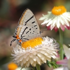 Jalmenus evagoras (Imperial Hairstreak) at Acton, ACT - 10 Mar 2020 by TimL