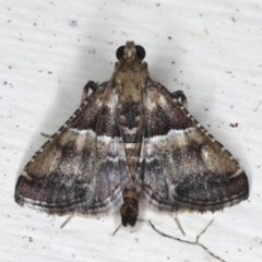Endotricha puncticostalis (A Pyralid moth (Endotrichinae) at Ainslie, ACT - 2 Mar 2020 by jb2602
