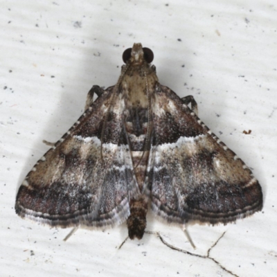 Endotricha puncticostalis (A Pyralid moth (Endotrichinae) at Ainslie, ACT - 2 Mar 2020 by jb2602