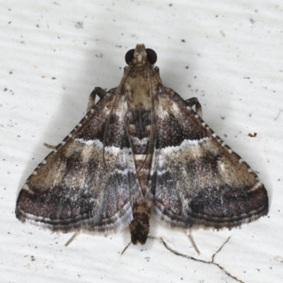 Endotricha puncticostalis (A Pyralid moth) at Ainslie, ACT - 2 Mar 2020 by jbromilow50