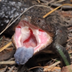Tiliqua rugosa (Shingleback Lizard) at P11 - 9 Mar 2020 by TimL