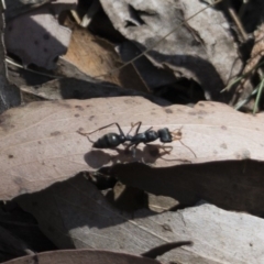 Myrmecia sp., pilosula-group (Jack jumper) at Tuross, NSW - 27 Nov 2019 by Illilanga