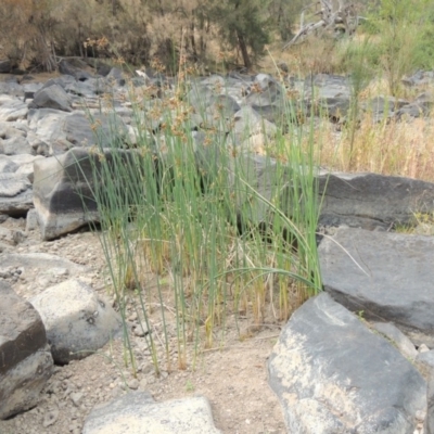 Schoenoplectus validus (River Club-rush) at Tuggeranong DC, ACT - 29 Dec 2019 by michaelb