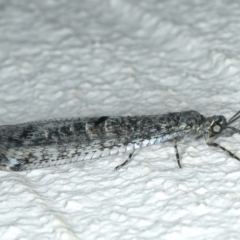 Bandidus breviusculus (Antlion Lacewing) at Ainslie, ACT - 2 Mar 2020 by jb2602