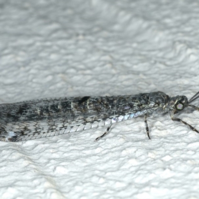 Bandidus breviusculus (Antlion Lacewing) at Ainslie, ACT - 2 Mar 2020 by jb2602