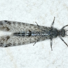 Bandidus breviusculus at Ainslie, ACT - 2 Mar 2020