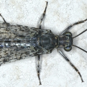 Bandidus breviusculus at Ainslie, ACT - 2 Mar 2020