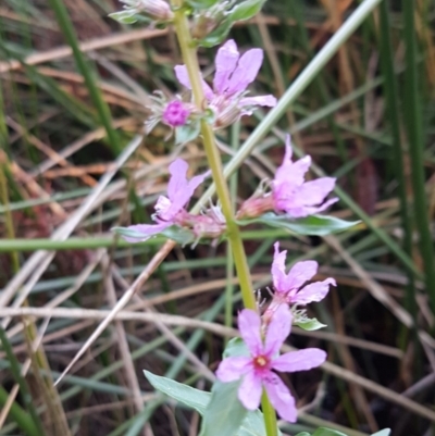 Lythrum salicaria (Purple Loosestrife) at O'Connor, ACT - 11 Mar 2020 by trevorpreston