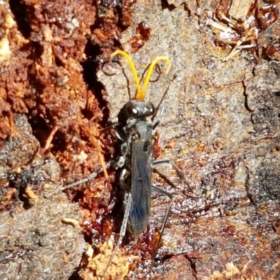 Pompilidae (family) (Unidentified Spider wasp) at O'Connor, ACT - 11 Mar 2020 by trevorpreston