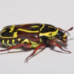 Eupoecila australasiae (Fiddler Beetle) at Evatt, ACT - 1 Mar 2020 by TimL