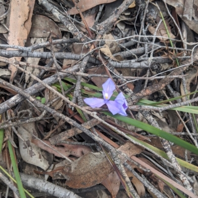 Patersonia sericea var. sericea (Silky Purple-flag) at Jellore State Forest - 10 Mar 2020 by Margot