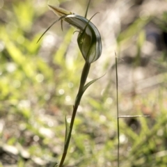 Diplodium ampliatum (Large Autumn Greenhood) at Uriarra Village, ACT - 10 Mar 2020 by JudithRoach